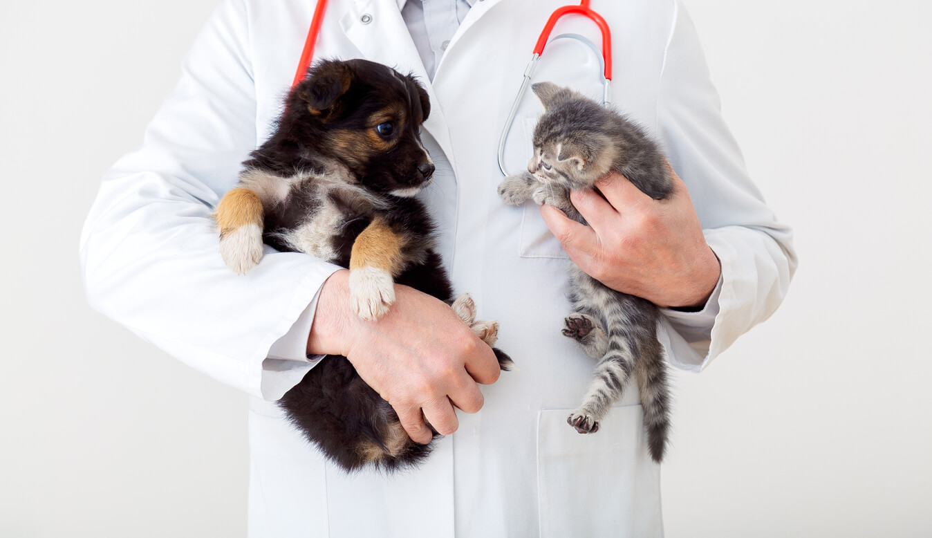 What Role Does an Emergency Vet Play in Your Pet’s Health?